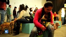 Celebrando su día, niños chilenos adoptan perros callejeros