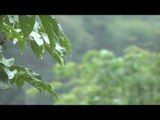 Soft Rain Музыка: Целебные звуки окружающей среды, глубокий сон Медитация музыка
