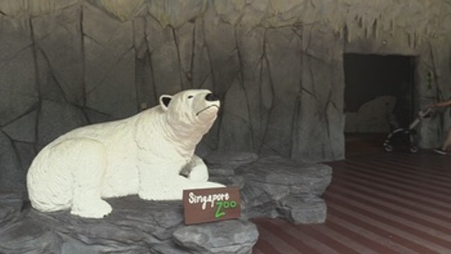 Fallece en Singapur el único oso polar nacido en el trópico, Inuka