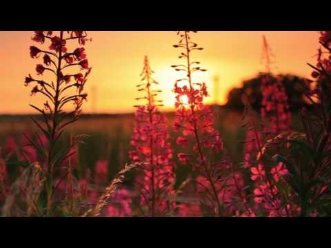 Утренняя медитация С пение птиц Звук, Расслабляющая Звуки природы музыка ♫♫♫