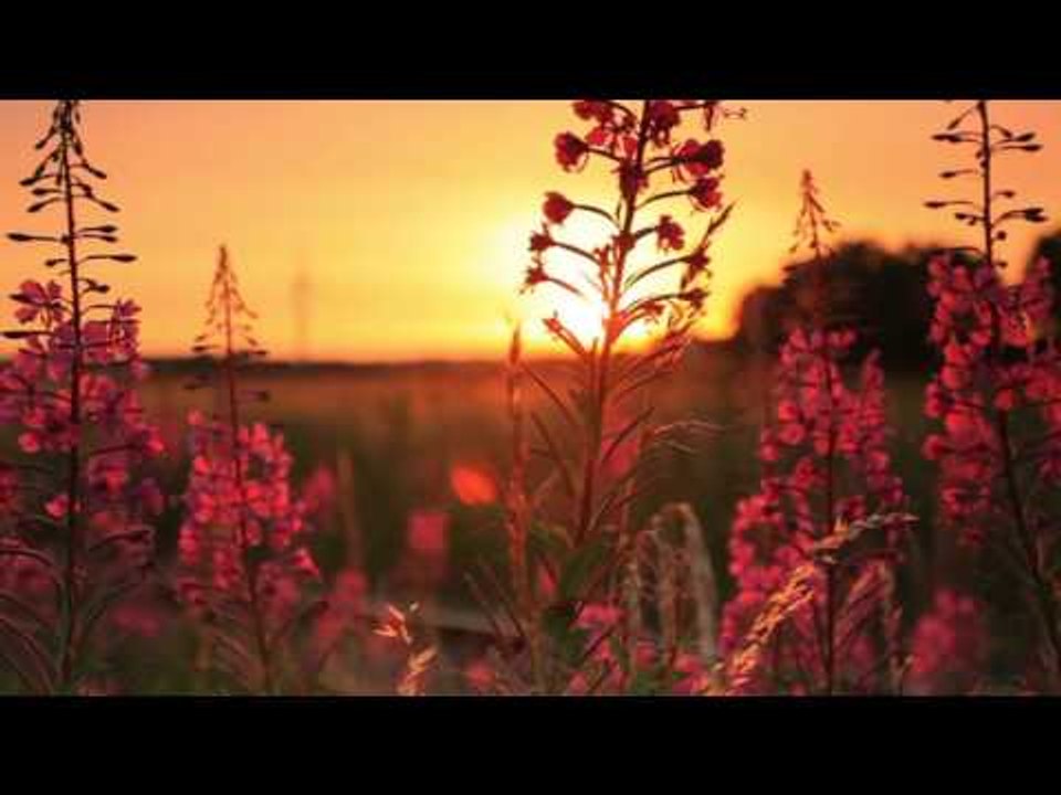 Entspannende Naturgeräusche Musik, Morgenmeditation mit Vogel singen Sound, beruhigende Musik Spa