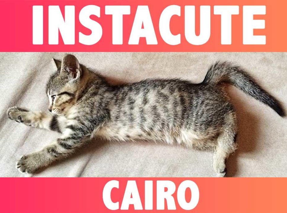 Cairo : Le chat du rappeur Macklemore !