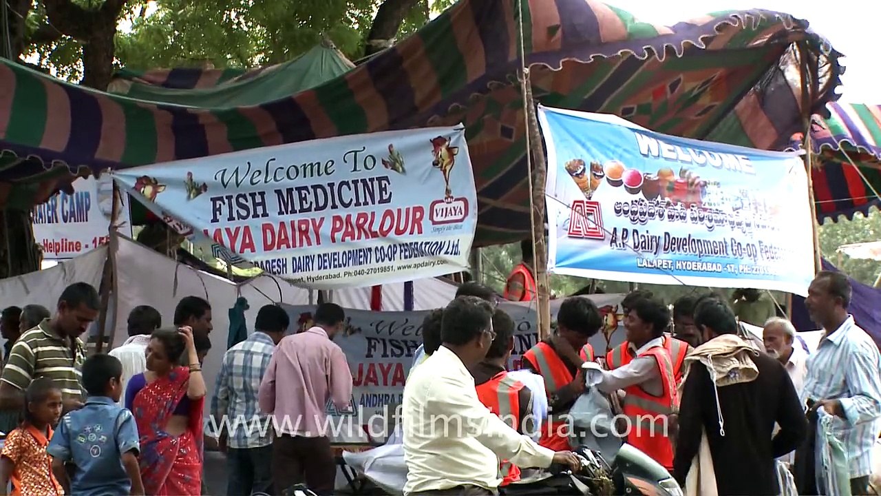 Swallowing live fish can cure asthma?