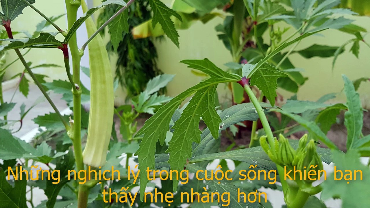 Nghịch lý trong cuộc sống khiến bạn thấy nhẹ nhàng hơn