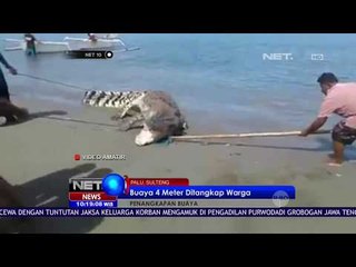 Buaya Sepanjang 4 Meter Ditangkap Warga -NET10