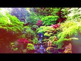 Entspannende beruhigende Musik - Innerer Frieden, Wald Relax Musik, Meditationsmusik, Naturgeräusche