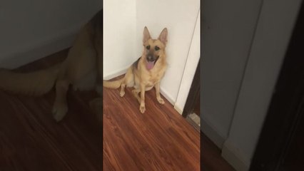 Des chiens ont mangé la porte