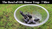Attraper des souris avec un saladier et de l'huile d'arachide