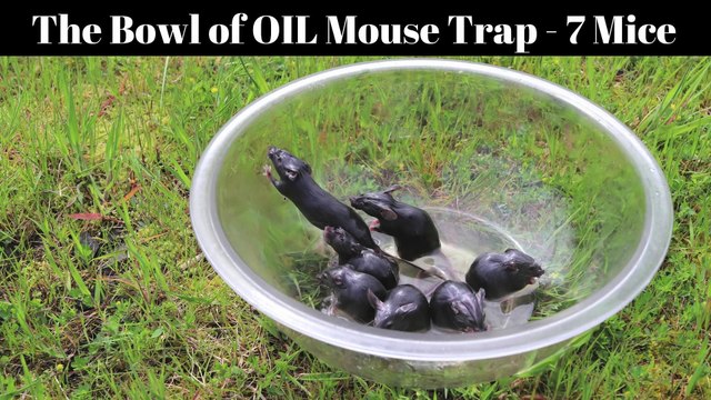 Attraper des souris avec un saladier et de l'huile d'arachide