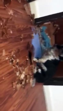 Des chiens ont mangé la porte