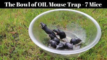 Attraper des souris avec un saladier et de l'huile d'arachide