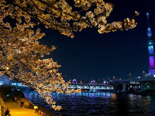 [Nyûsu Show] Hanami nocturne