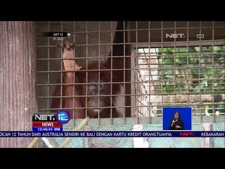 Pelepasliaran 3 Orangutan Di Kalimantan Barat -NET12
