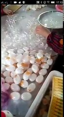 Suni Yumurta Yapımı