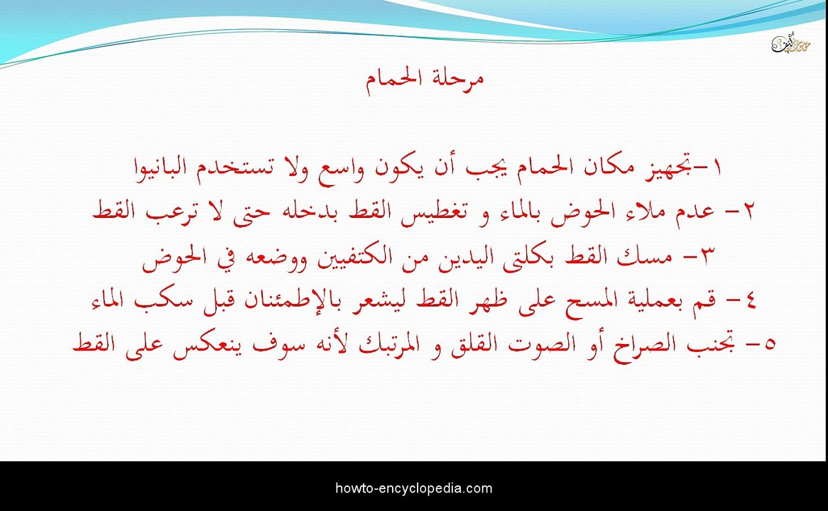 نصائح مفيده عن كيفية تحميم القطط و رعاية القطط و الإهتمام بها