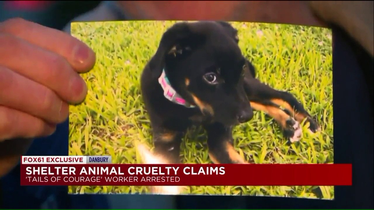 Connecticut Animal Shelter Accused of Animal Cruelty