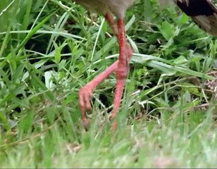 A Madarak Élete - 01. Égen És Földön (To Fly Or Not To Fly-)