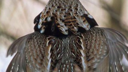 Kỳ lạ loài chim ẩn mình dưới tuyết mỗi khi mùa đông về