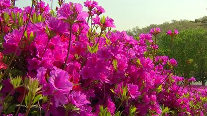 막바지 봄꽃, 철쭉 만발...큰 일교차 비상 / YTN