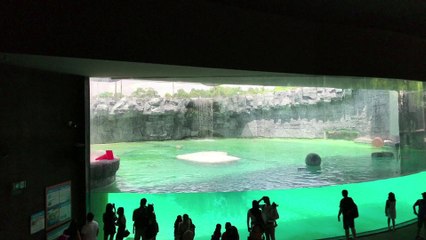 Eutanasia para Inuka, primer oso polar nacido en el trópico