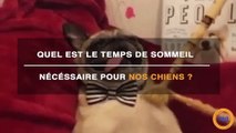 Votre chien a besoin de combien de temps de sommeil par jour ?