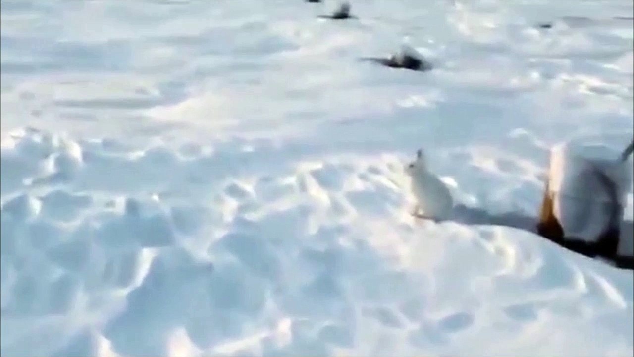 C'est pas un lapin c'est Speedy Gonzales