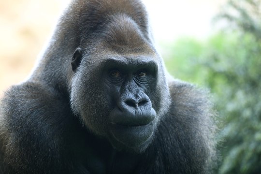 Au zoo d'Amnéville, recyclage des smartphones rime avec préservation des gorilles