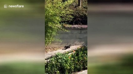 Mother cat lends kitten a helping paw to get over wall
