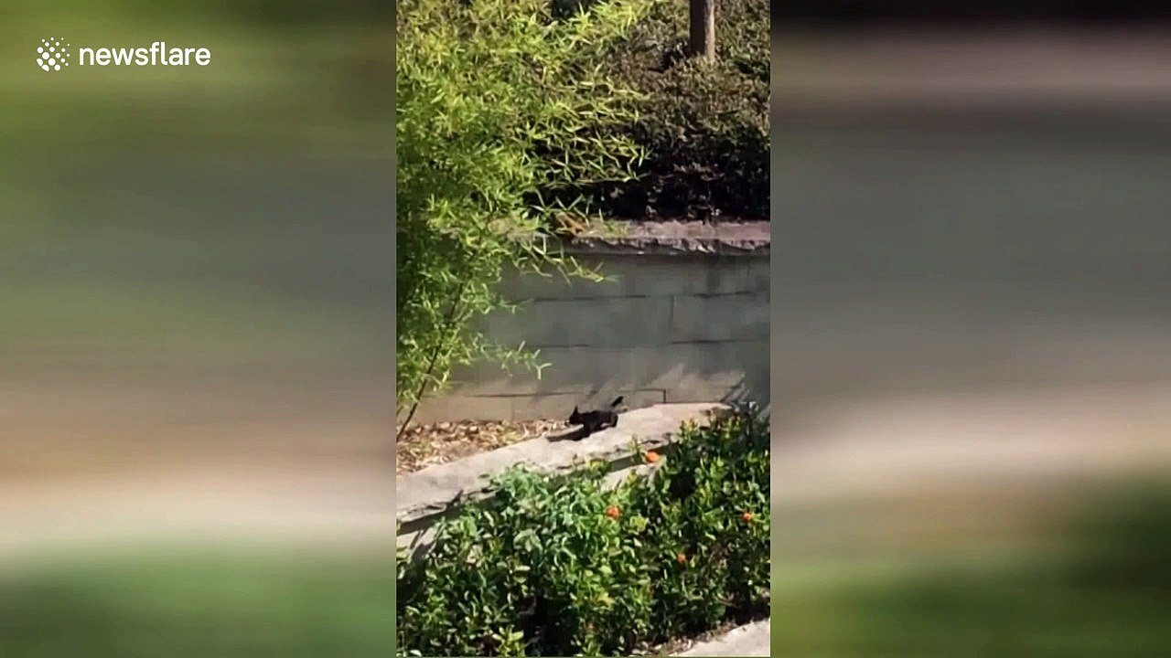 Mother cat lends kitten a helping paw to get over wall