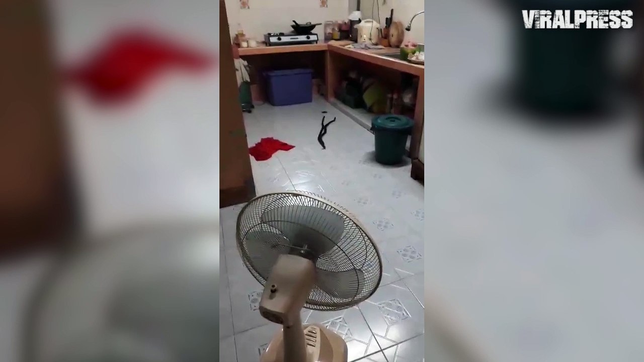 Snakes Mating On Kitchen Floor