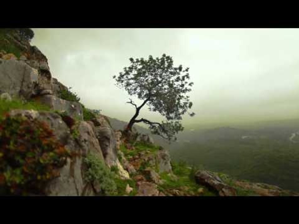 Relajante música con sonidos de la naturaleza, la meditación matutina con sonido de pájaro