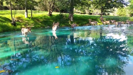 Monster Bucks Wading in Water