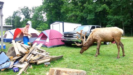 Feeding the Bull Elk