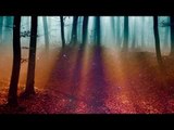 Relajante música celta, brisa de la tarde, bosque de otoño - música relajante con sonidos