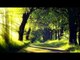 Sonidos del bosque con la música de relajación - música del sueño, sonidos de la naturaleza