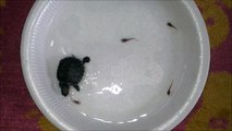 Ce bébé tortue adorable chasse des petits têtards