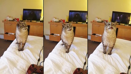 Un chat qui éternue durant un film