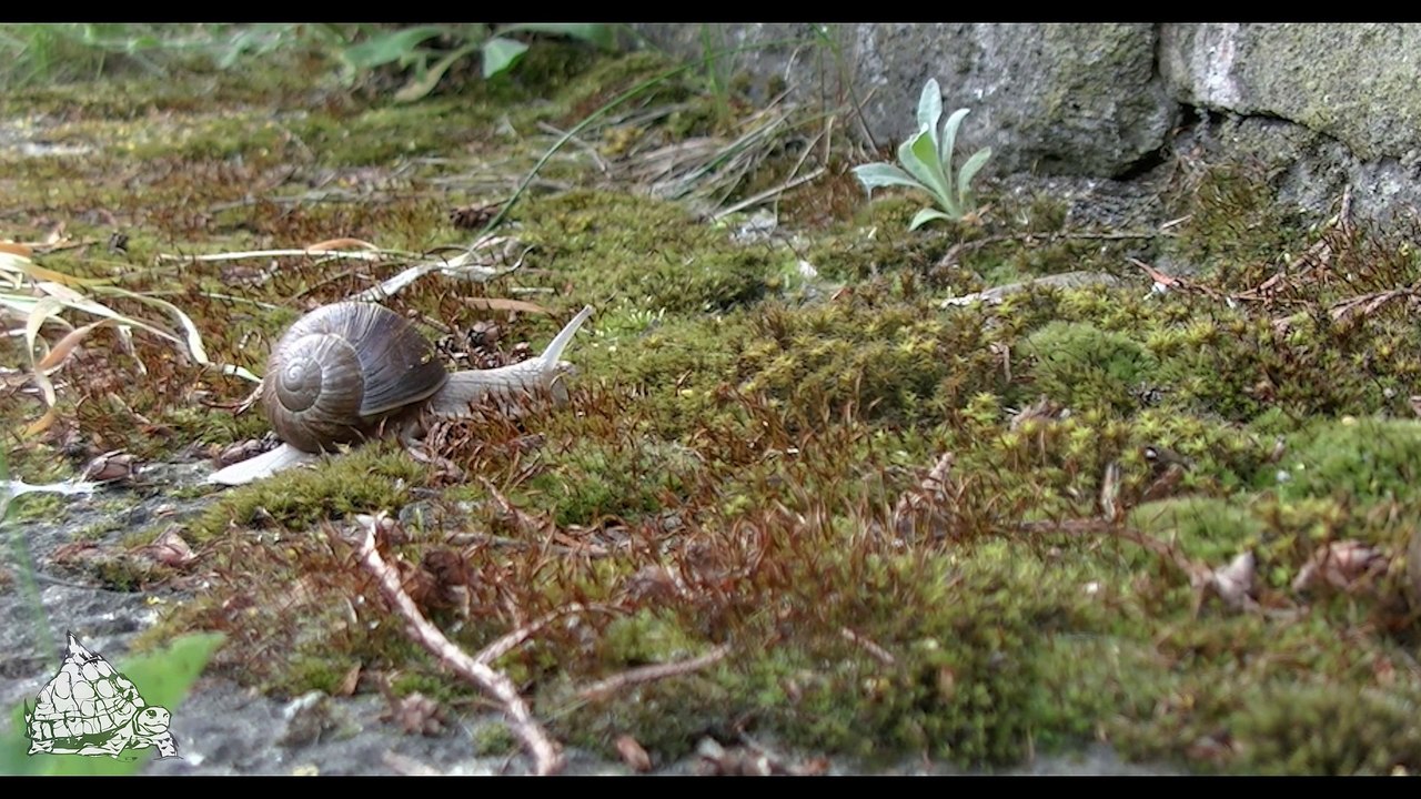 TortusMtn.com - Snail Racing to Tortus Mtn
