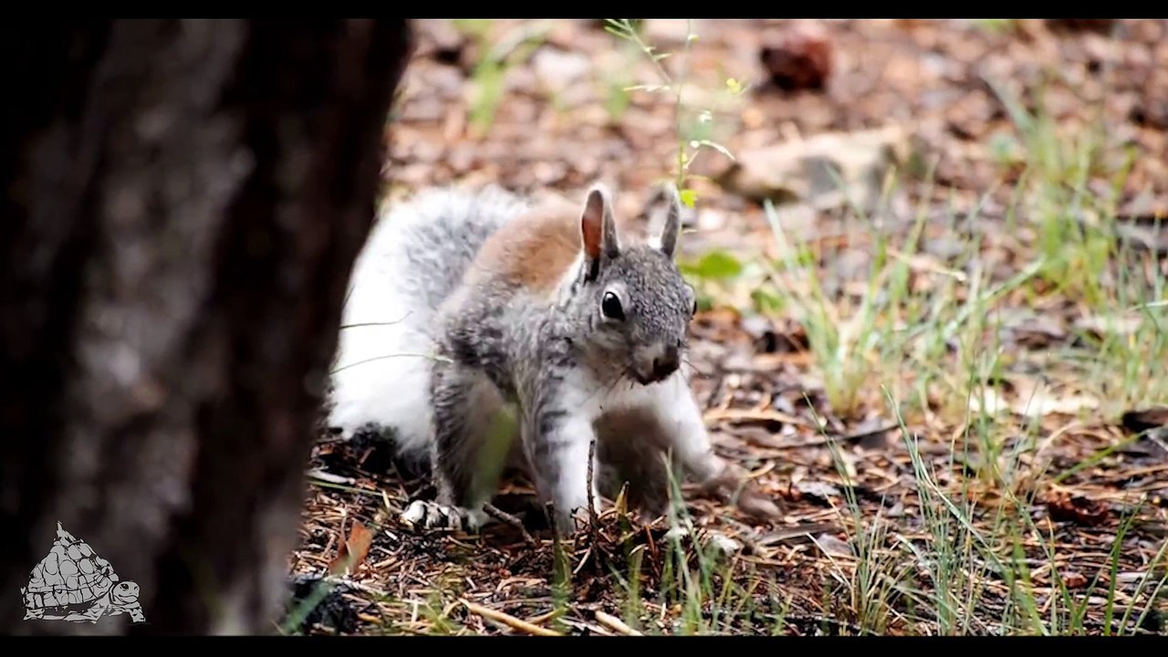 TortusMtn.com - Organic Farming Squirrel