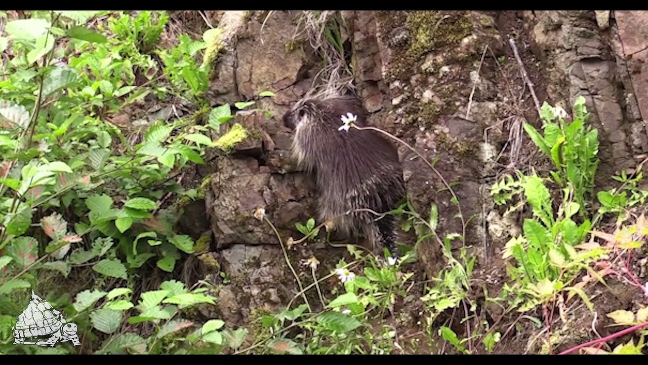 TM Porcupine Climbing