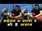 Salman Khan को पसंद है जानवर Pulkit Samrat के Dog के साथ बिताया set पर समय