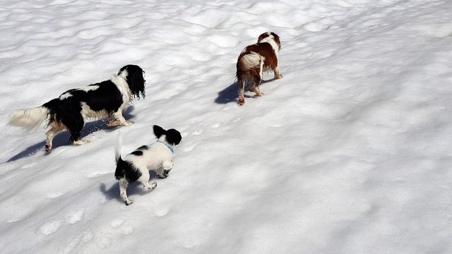 les poilus dans la neige aux Glières