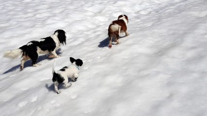 les poilus dans la neige aux Glières