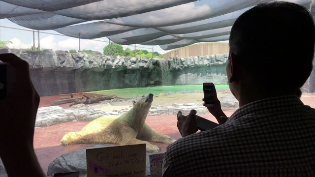 Muere Inuka, primer oso polar nacido en el trópico