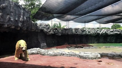 Singapour: un ours polaire euthanasié pour problèmes de santé
