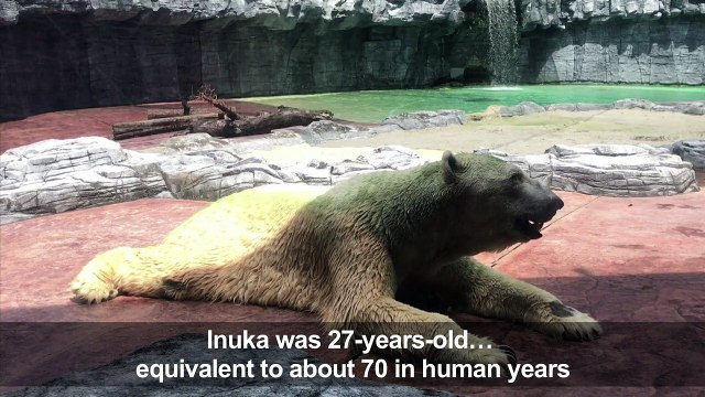 Inuka, first polar bear born in the tropics, is put down