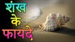 शंख के फायदे | Benefits of conch | Amazing Facts
