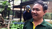 Singapore's deaf 'bird whisperer' has special avian bond