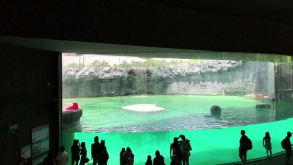 Urso polar Inuka é sacrificado