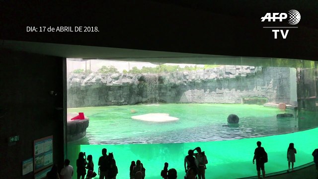 Primeiro urso polar nascido nos trópicos é sacrificado